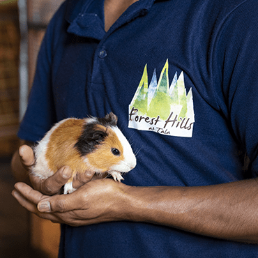 petting zoo animals dogs hens rabbits goats