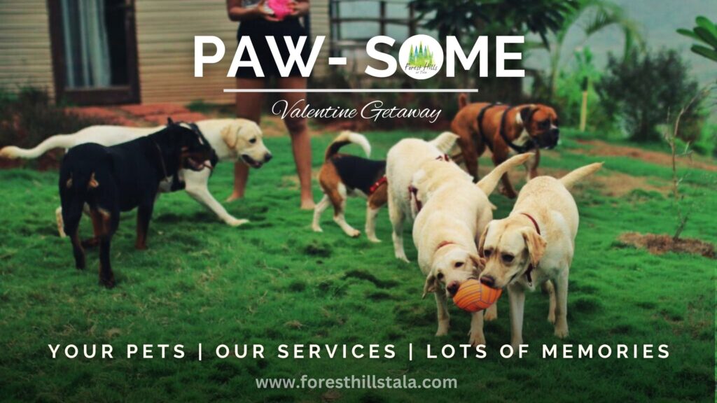 A Paw-some Valentine’s Getaway